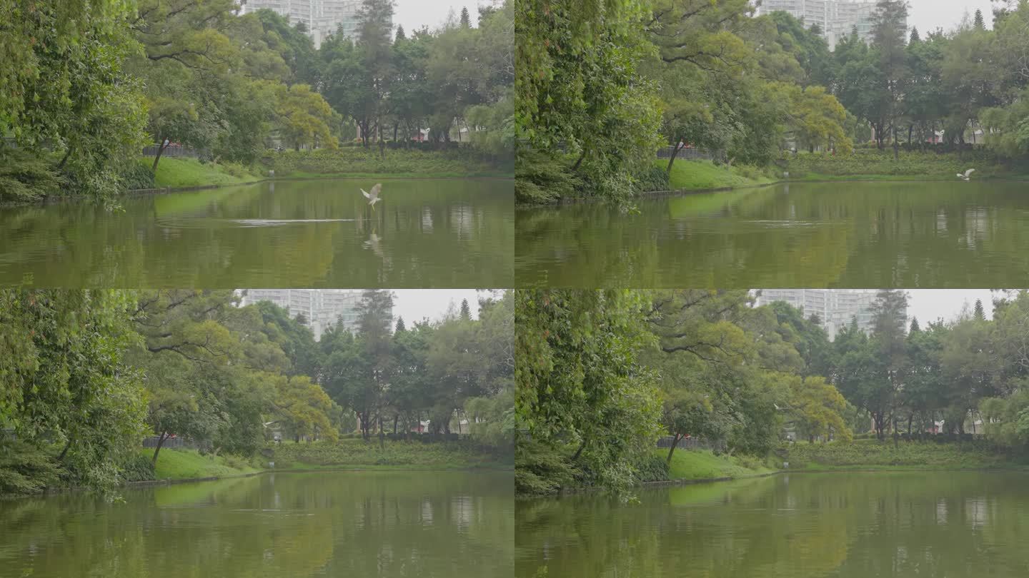 4K升格拍摄广州天河公园湖中水鸟掠水捕鱼