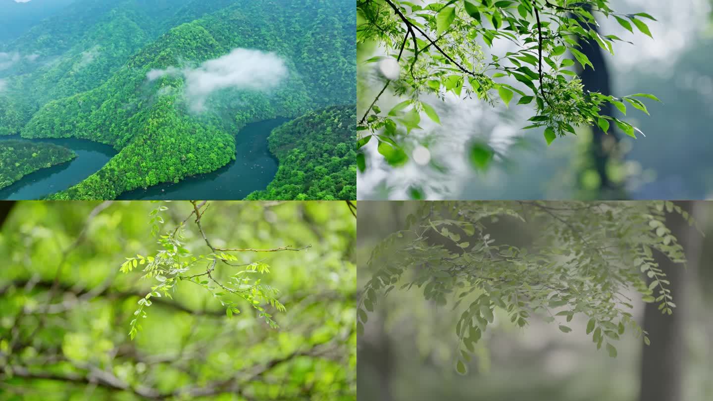 青山绿水 原始森林 森林风景 河流