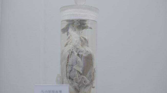 鸟内脏腹面观标本