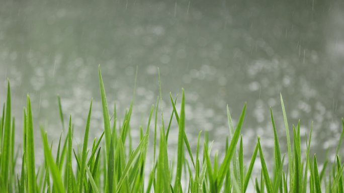 （慢镜）下雨天湖边水草随风摇曳清新唯美