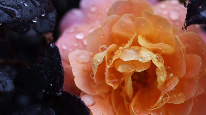 下雨天挂着雨滴的月季花特写