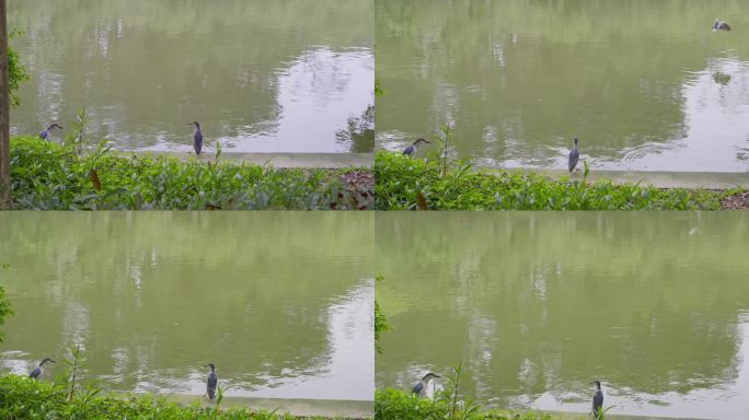 4K升格拍摄广州天河公园湖边水鸟盘旋觅食