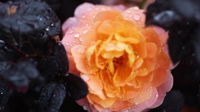 月季花花瓣挂着雨滴模糊到清晰微距特写