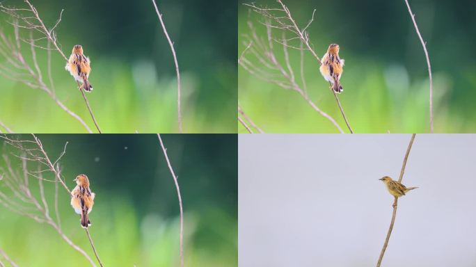 棕扇尾莺