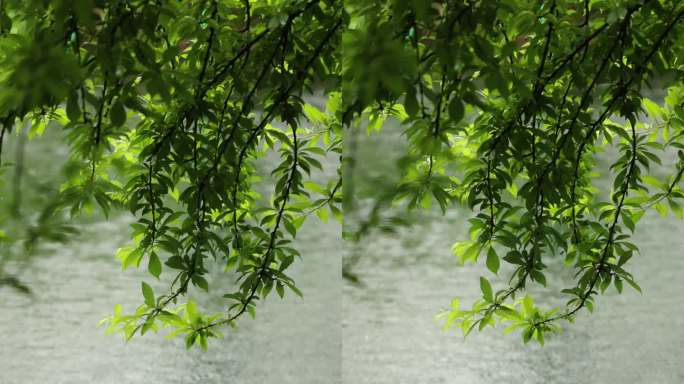 （慢镜）下雨天雨水落在湖面上竖版竖屏