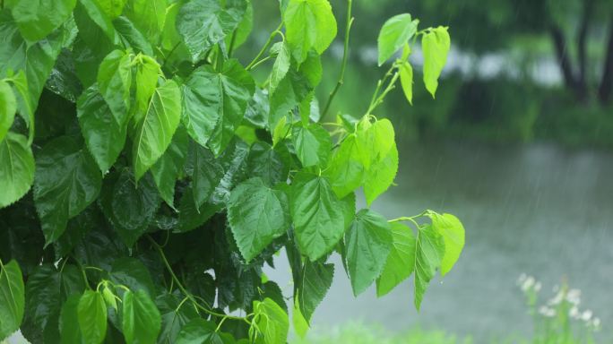 （慢镜）下雨天湖边桑树桑叶随风摇曳清新