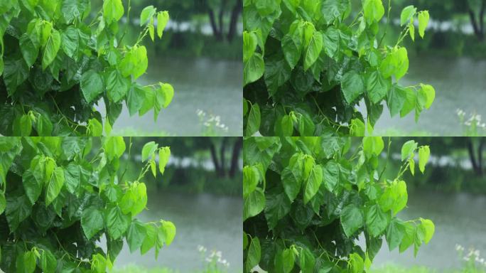 （慢镜）下雨天湖边桑树桑叶随风摇曳清新