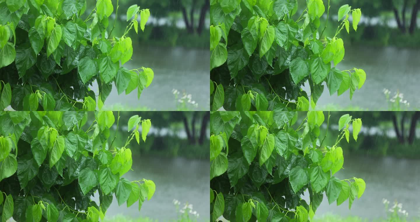 （慢镜）下雨天湖边桑树桑叶随风摇曳清新