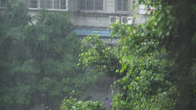 大雨中与树 4K原始素材