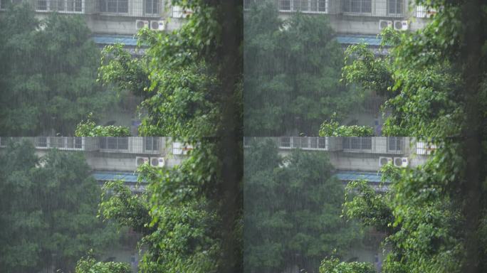 大雨中与树 4K原始素材