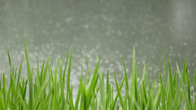 （慢镜）下雨天湖边水草随风摇曳清新唯美