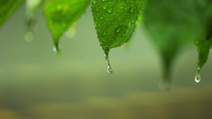 （慢镜）下雨天挂着水珠的绿叶微距特写