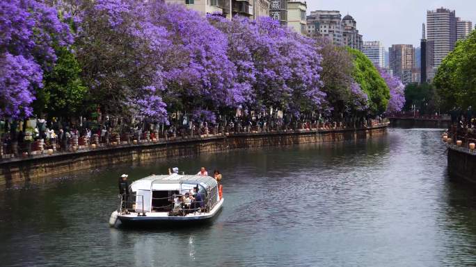 乘船欣赏昆明盘龙河的蓝花楹景色