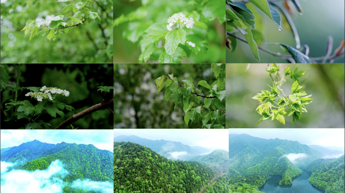 原始森林 下雨 绿树林 青山绿水 大山