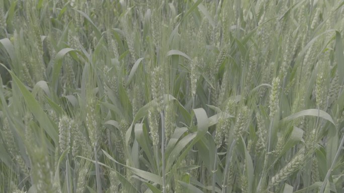 麦子地 小麦 绿色产品