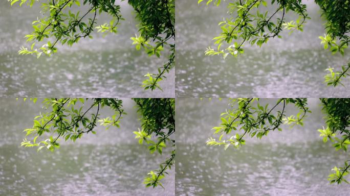 （慢镜）下雨天雨水落在湖面上绿叶摇曳