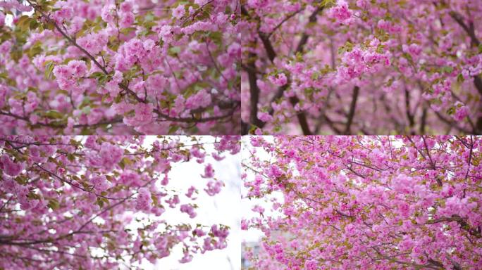 日本晚樱樱花唯美特写空镜