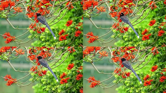 红花刺桐树上的红嘴蓝鹊鸟唯美