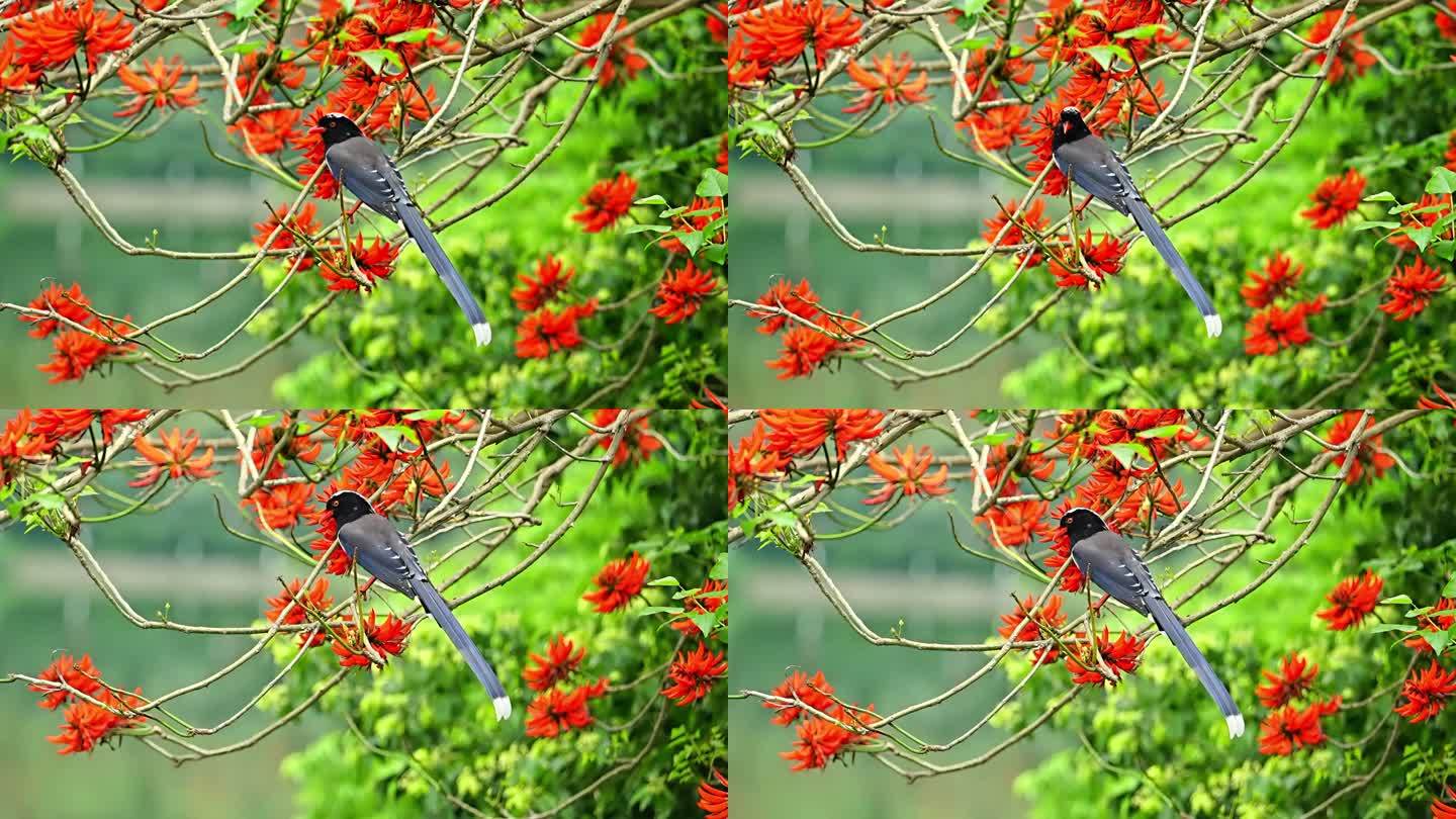 红花刺桐树上的红嘴蓝鹊鸟唯美