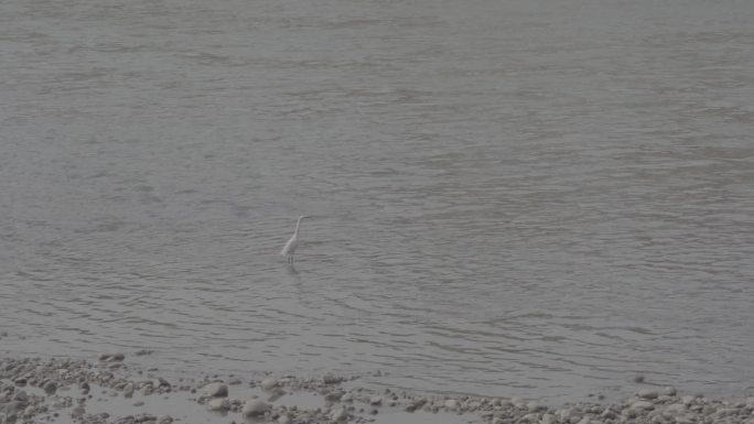 水鸟在水中散步