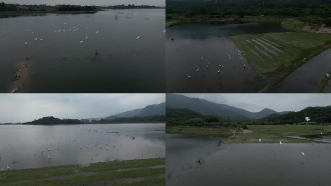 大自然生态鸟视频竹坝水库湖