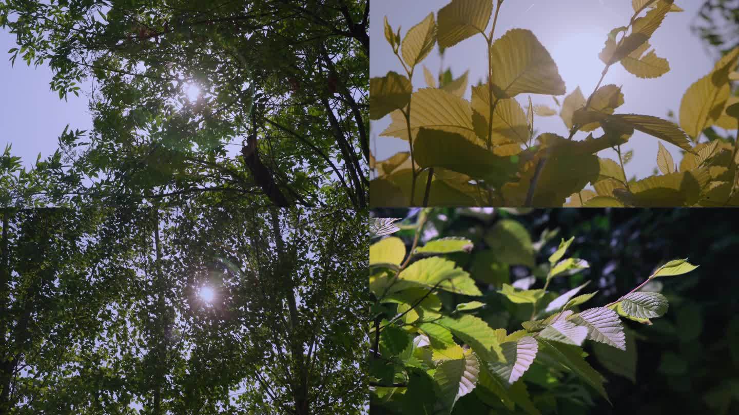 阳光透过树叶黄连木