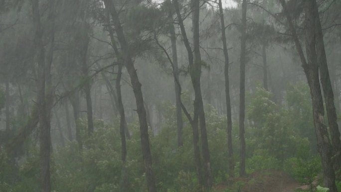 森林雨天