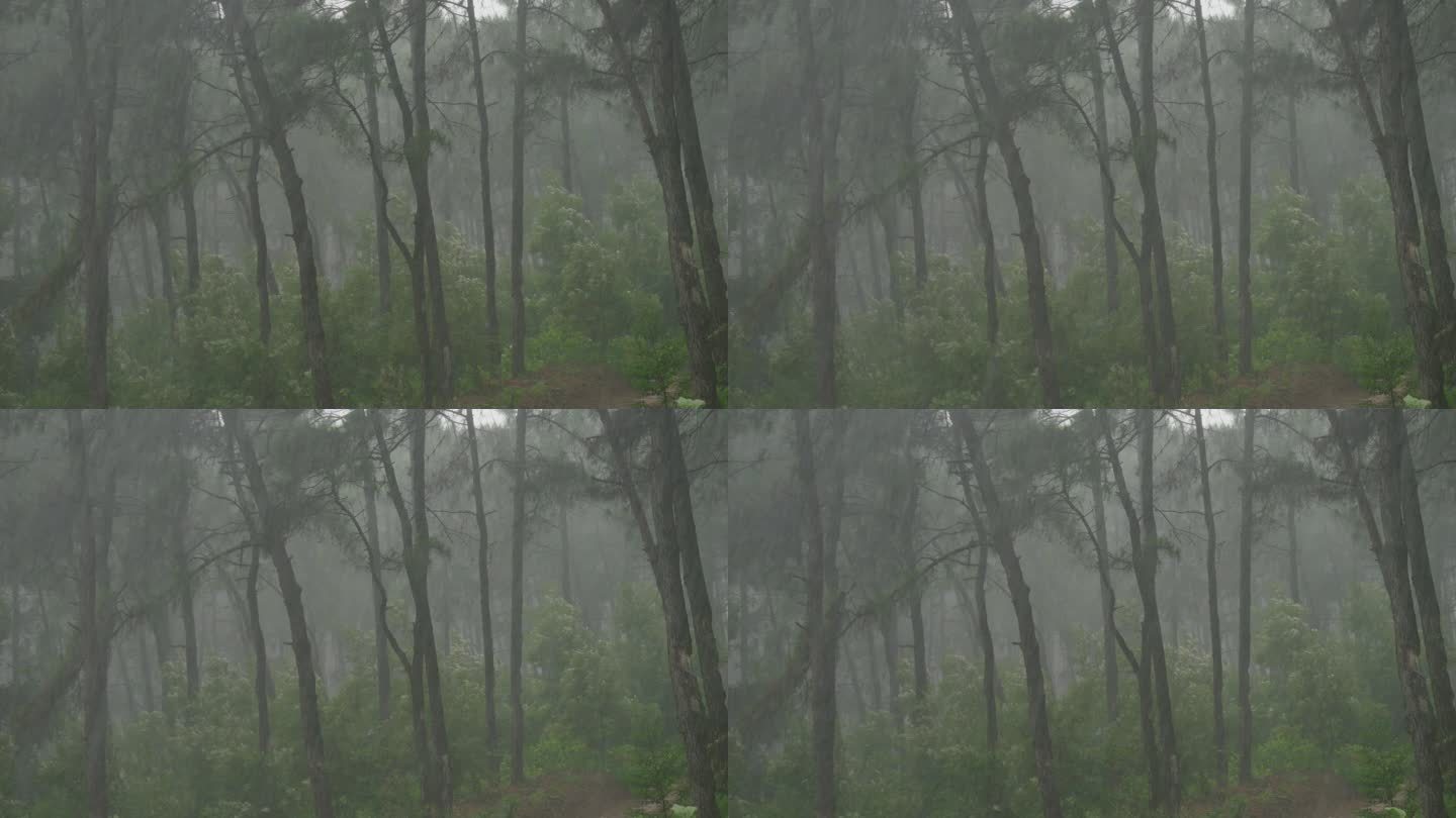 森林雨天