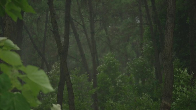 风吹雨打风雨飘摇刮风下雨