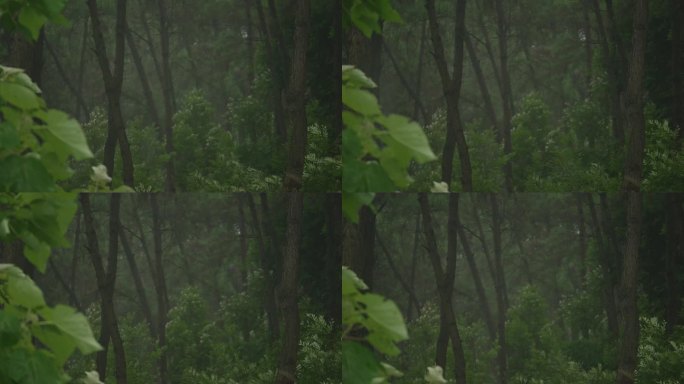 风吹雨打风雨飘摇刮风下雨