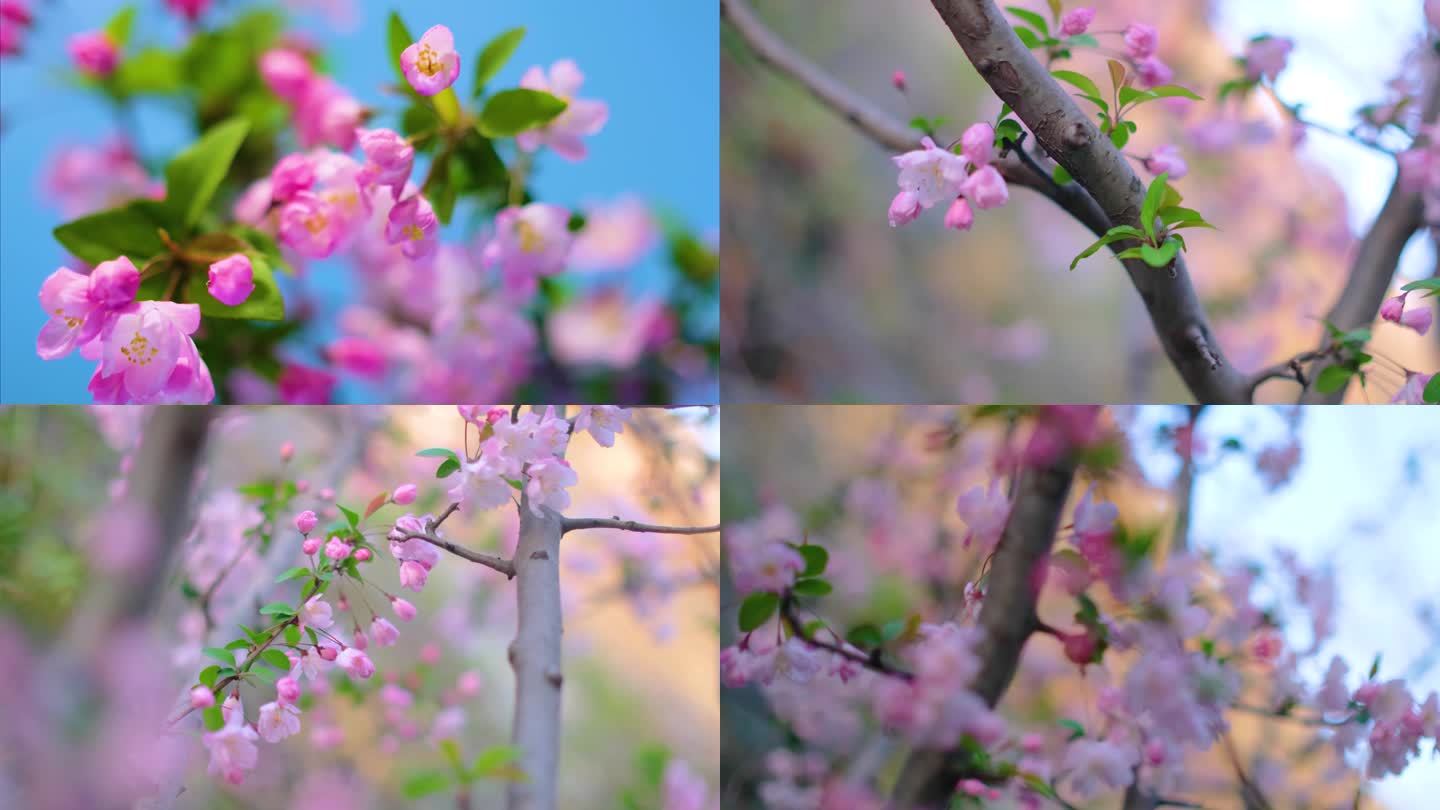 春天花朵樱花绽放过程植物延时视频素材49