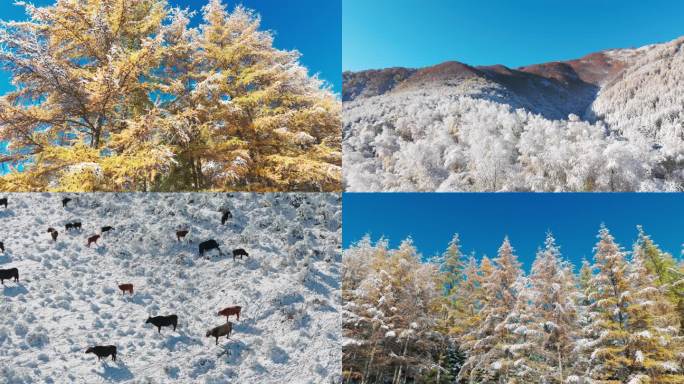 唯美冬天雪景树林雾凇冬季落叶松牛群