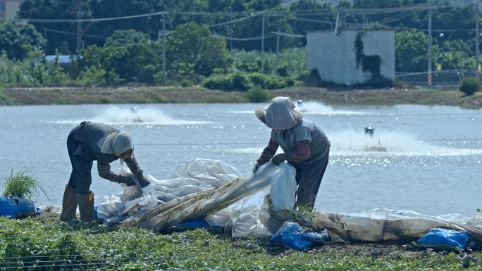 珠三角鱼虾养殖业 鱼塘