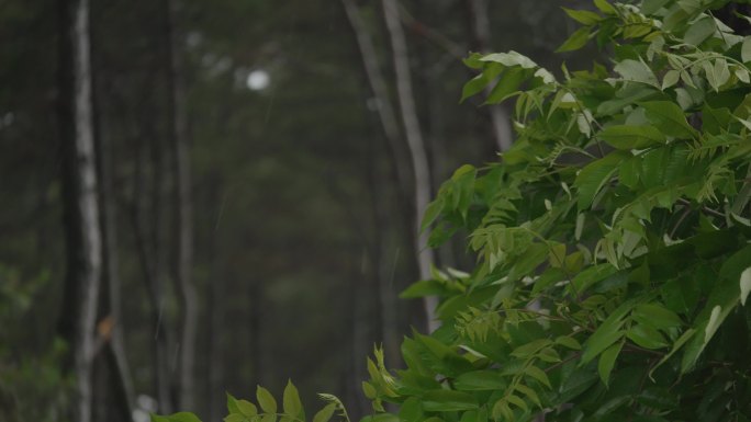 刮风下雨风吹树叶