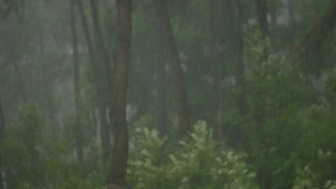 刮风下雨树林森林户外雨景