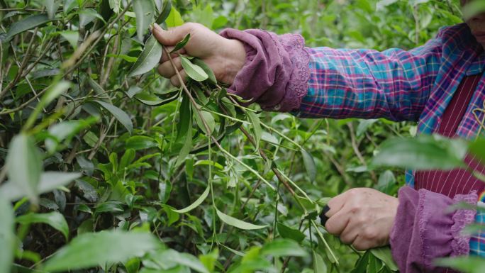 武夷岩茶高枞老枞水仙采摘制作茶叶入篓特写