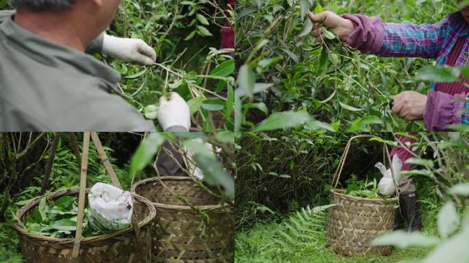 武夷岩茶高枞老枞水仙采摘制作茶叶入篓特写