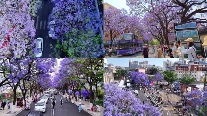 昆明蓝花楹