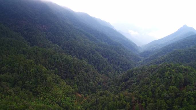 航拍武夷山桐木麻粟村正山小种老枞红茶山场