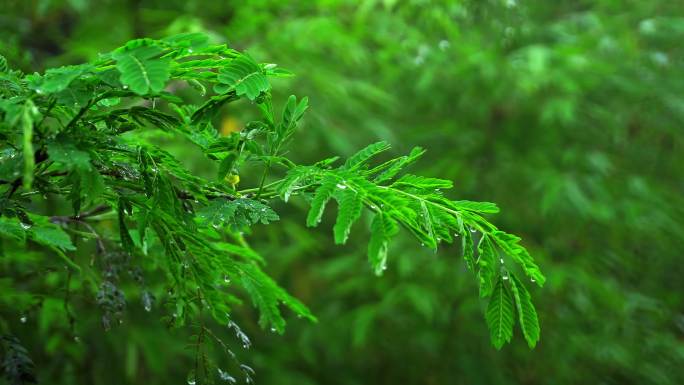 大自然云海谷雨森林