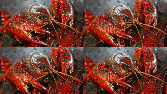 一盘活的小龙虾爬动海鲜生鲜虾特写
