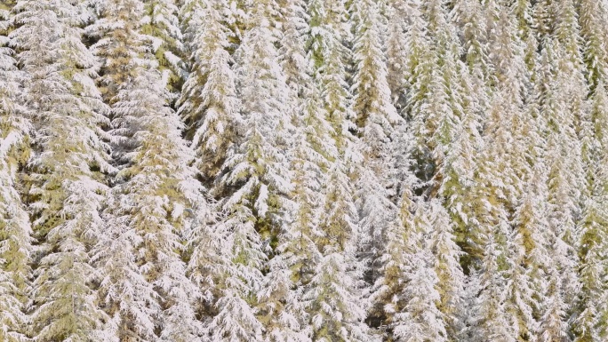 唯美冬天雪景树林雾凇下雪大雪冬季落叶松