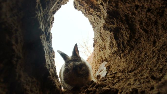 野兔 打洞 钻洞  兔子  洞穴