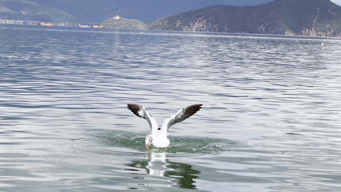 山水湖面海鸥