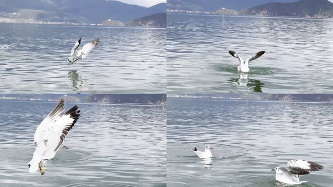 山水湖面海鸥