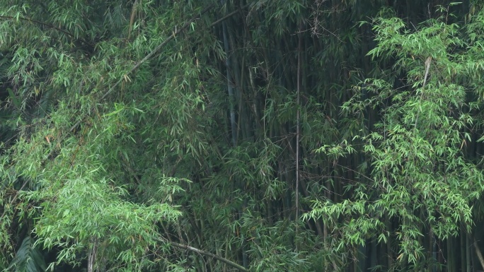 雨中的竹林