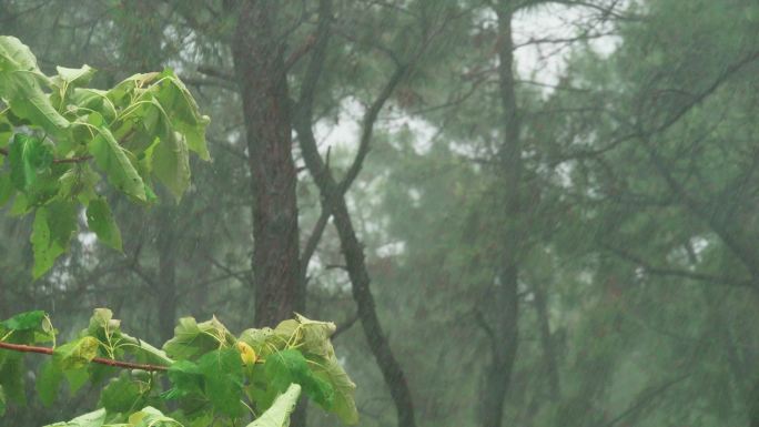 森林树林大自然风雨天气