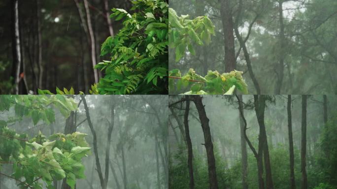 森林树林大自然风雨天气