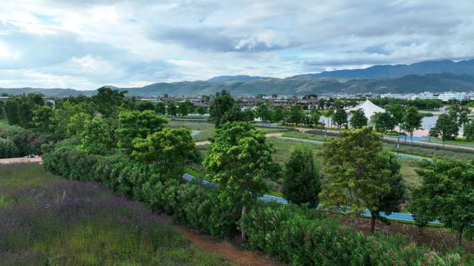 薰衣草花卉种植基地