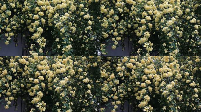 春天江南小巷黄木香爬满墙头形成鲜花瀑布